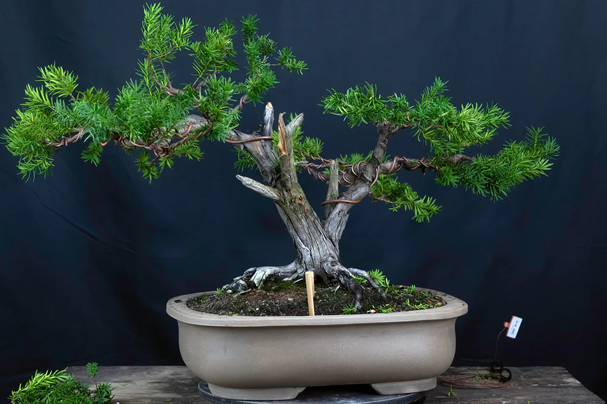 Yew 2 (Nature's Way), after wiring (August 2024)