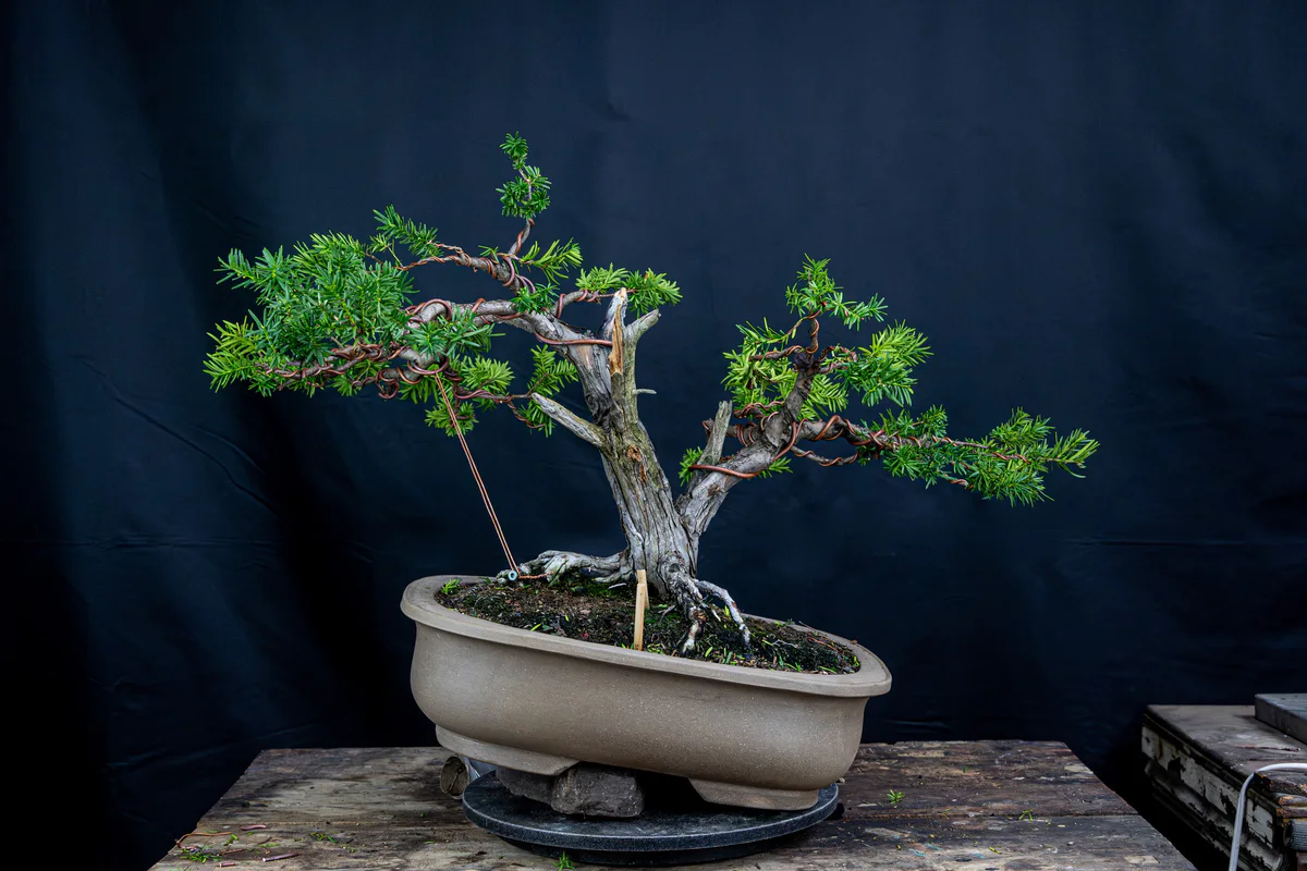 Yew 2 (Nature's Way) (September 2024)