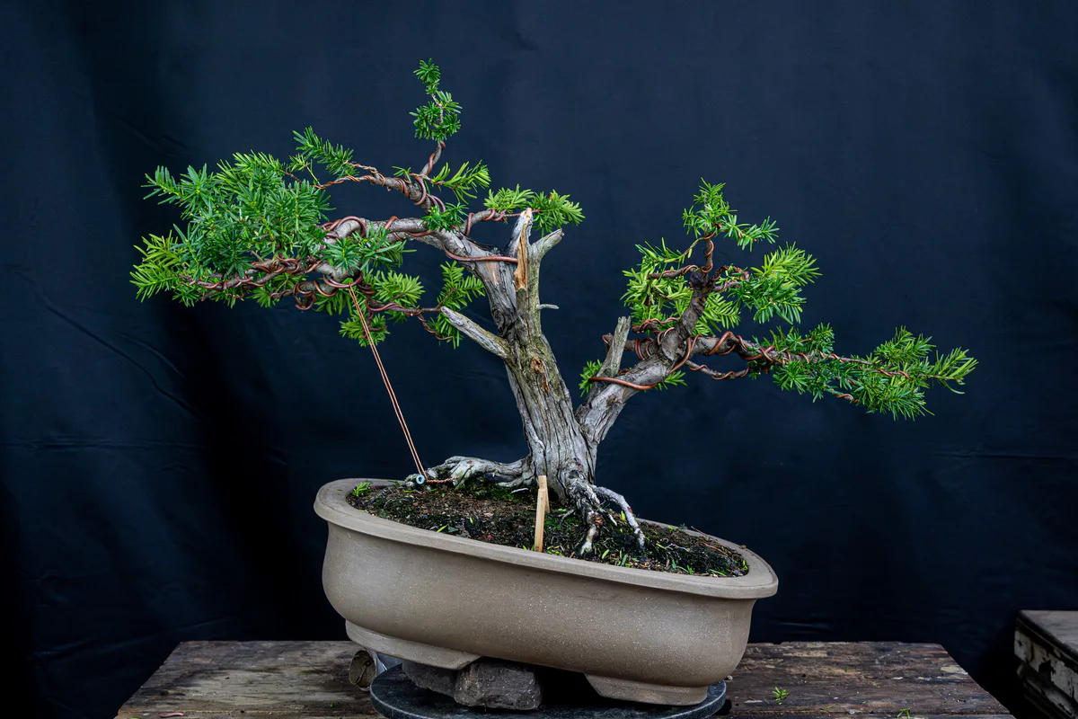 Yew 2 (Nature's Way), final angle (September 2024)
