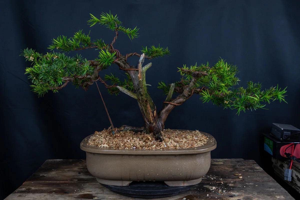 Yew 2 (Nature's Way), after pruning (March 2025)