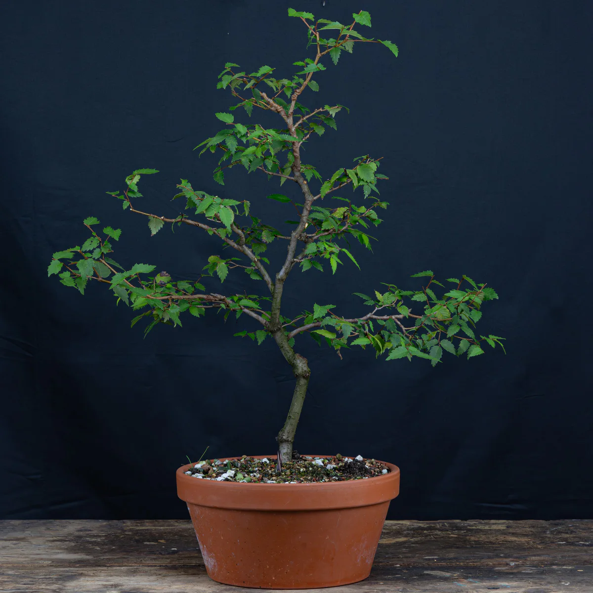Zelkova serrata (August 2024)