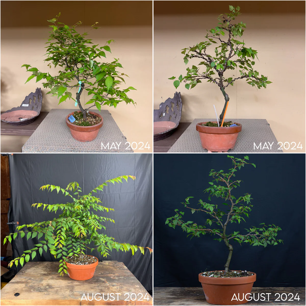 Zelkova serrata, four months of progress, May to August 2024